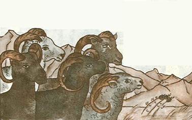 Афганская сказка. Великий шакал