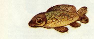 Как звери появились на свет