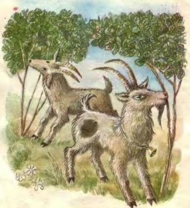 Кочеток и курочка. Русская народная сказка