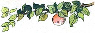 Яблочко. Иван Шутов