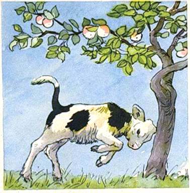 Яблочко. Иван Шутов