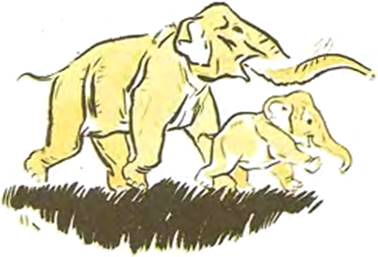 Дауд и Саиилах