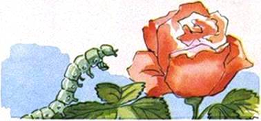 Воробей и роза. Иван Шутов