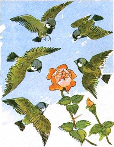 Воробей и роза