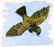 Воробей и роза. Иван Шутов