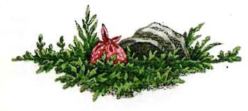 Как русалки появились