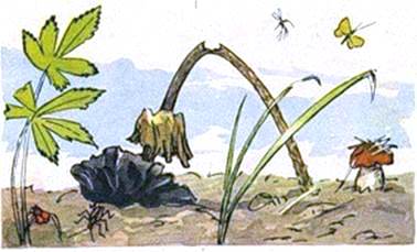 Голубой мухомор