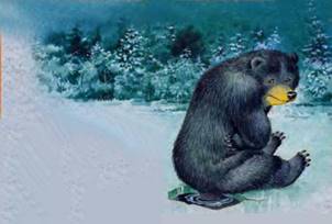 Почему у медведя короткий хвост