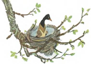 Русская народная сказка о животных. Лиса и дрозд