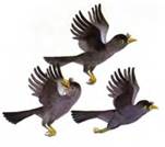 Молодой великан