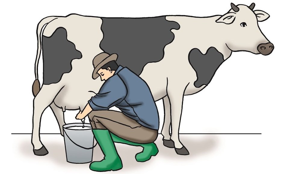 Слушать басню Толстого Л.Н «Дойная корова»