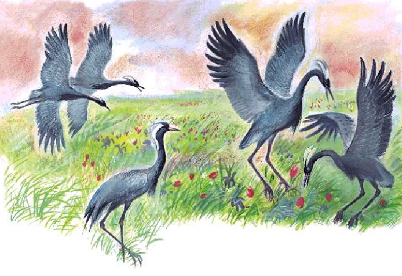 Слушать басню Толстого Л.Н «Журавль и аист»